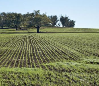 Vendita di Terreno agricolo a Rimini
